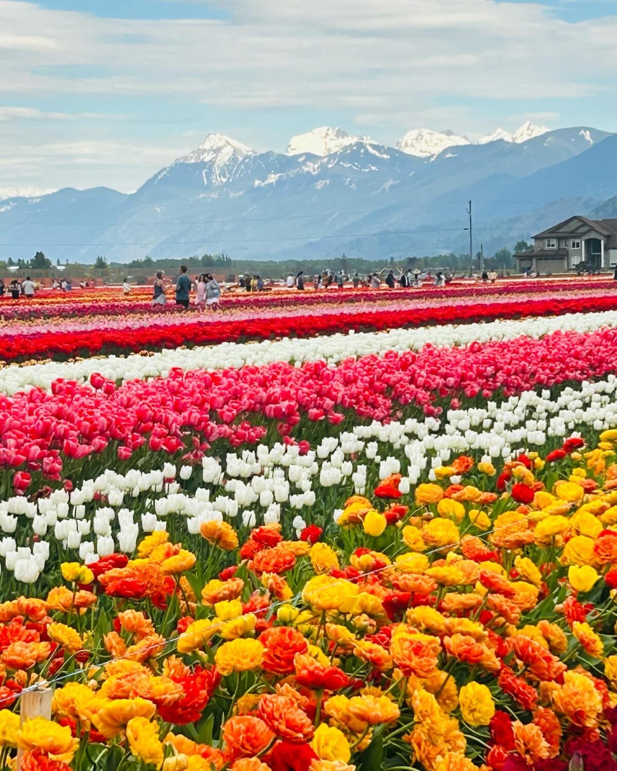 “Blooming Splendor: A Guide to Vancouver’s Tulip Festivals in Spring 2024” 🌷📸